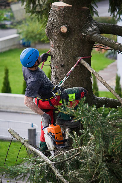 Mulching Services in Belton, TX